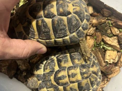 Tortues terrestres femelles 200 30000 N�mes