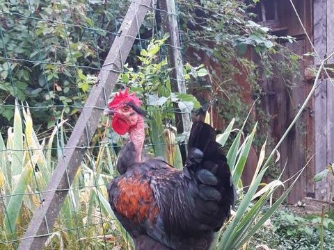 Beau coq en bonnes mains 0 68910 Labaroche
