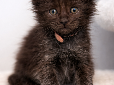 Chaton Maine Coon Loof disponible 1350 27310 Bourg-achard