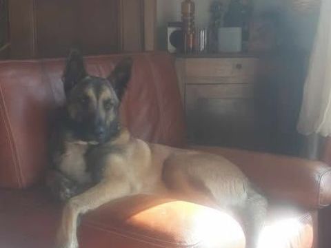 Chien BAAL à l adoption 250 07300 Tournon-sur-rhne