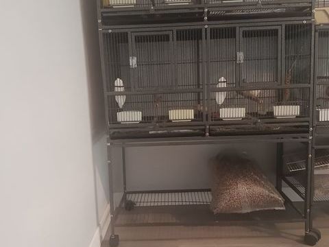 Canari 40 85300 Challans
