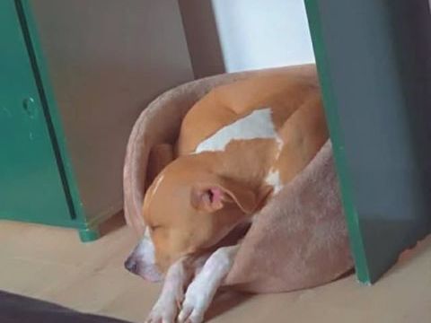 Chien OMEGA &agrave; l adoption 300 34300 Le cap d agde