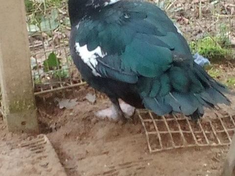 Canard male de barbarie 15 44100 Nantes