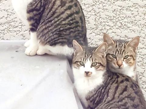  4 jeunes chats en manque d'affection 100 34420 Cers