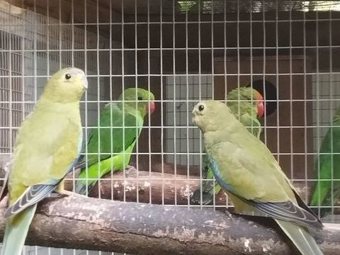 Perruche élégante 
35 01300 Saint-benot