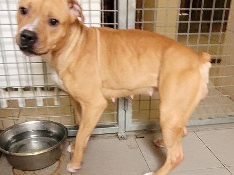 Babinette, chienne type boxer, 1 an 220 34500 B�ziers