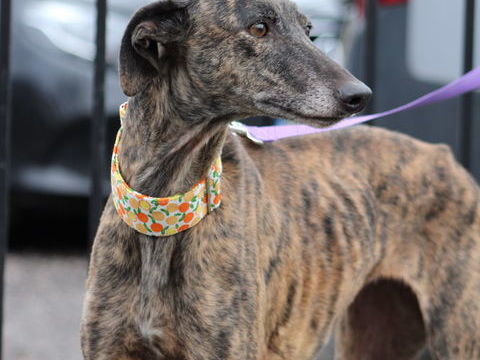 PECA🩷 Je suis peut &ecirc;tre Ton futur bonheur 315 24140 Douville