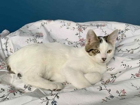 MEMPHIS CHATON BLANC MARQUES NOIRES 6 MOIS 1/2 225 92260 Fontenay-aux-roses