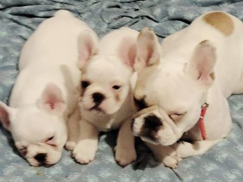 Bouledogue francais 1200 78980 Saint-illiers-le-bois