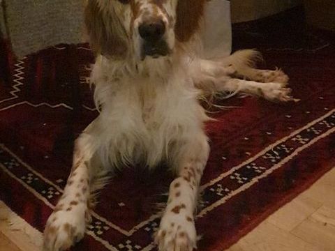 Donne beau Setter-Anglais . 0 77169 Boissy-le-châtel