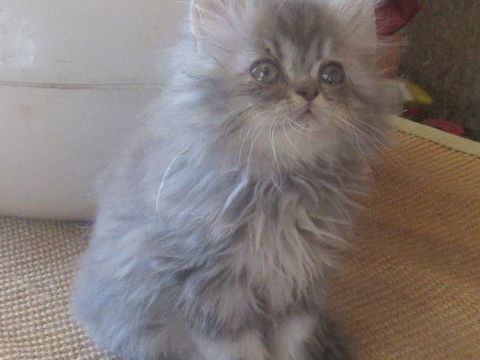 2 MAGNIFIQUES CHATONS PERSANS MALES LOOF 900 43100 Javaugues