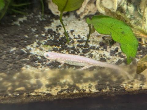 Lot de 2 pleurodeles albinos 50 77140 Nemours