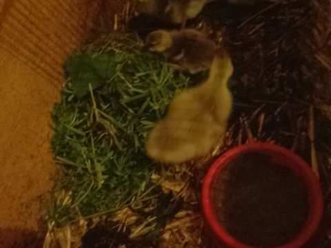 Oisons dix euros pi&egrave;ce, pour cinq six 10 44100 Nantes