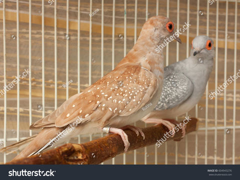 Colombe diamant brune 30 33240 Saint-andr�-de-cubzac