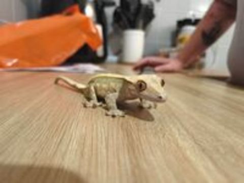   Vend Terrarium complet avec gecko a crête  
