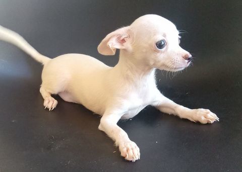 chiot chihuahuas croiser yorkshire
0 13320 Bouc-bel-air