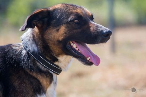 ZEUS crois&eacute; de 2 ans 300 44190 Clisson