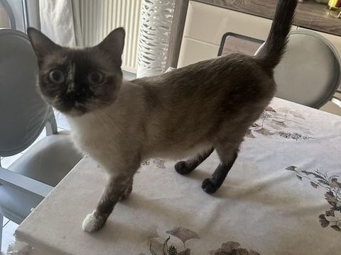 Siamois et sacr&eacute; de Birmanie 0 94200 Ivry-sur-seine