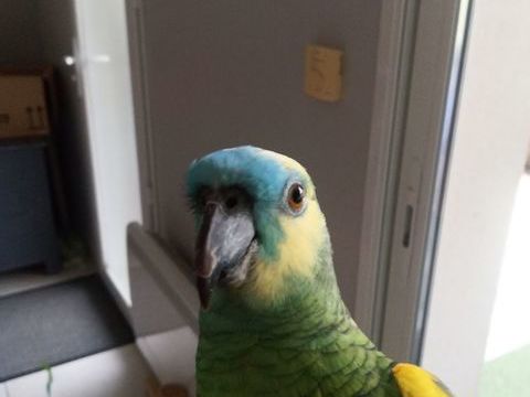 Amazone femelle 600 33000 Bordeaux