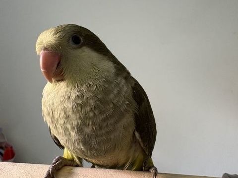 Conure veuve epp 60 42800 Rive-de-gier