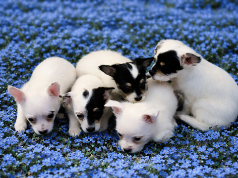 Chiots Chihuahua Malchi 650 45460 Bouzy-la-for�t