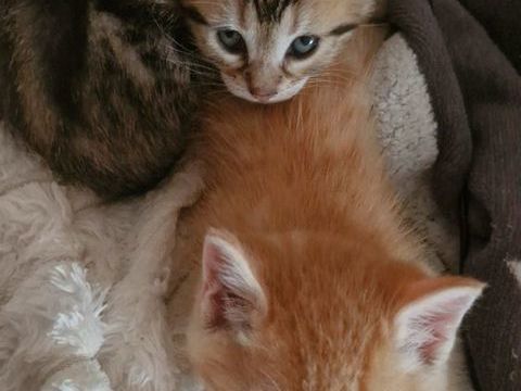 Chatons magnifiques a adopter 0 93700 Drancy