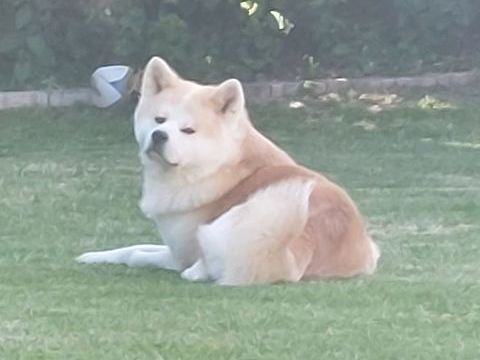 SAILLIE  Akita Inu LOF 800 59141 Iwuy