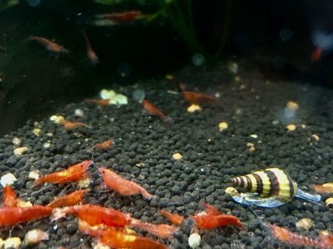 Crevette cerise / red cherry 0 38460 Cr�mieu