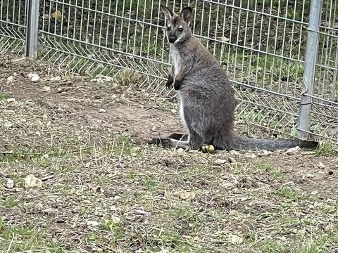 wallaby de bennett 250 16000 Angoulme