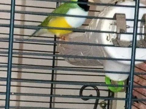 Diamant gould 0 38500 Coublevie