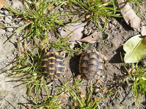 tortues de terre 30 34800 Clermont-l'h�rault