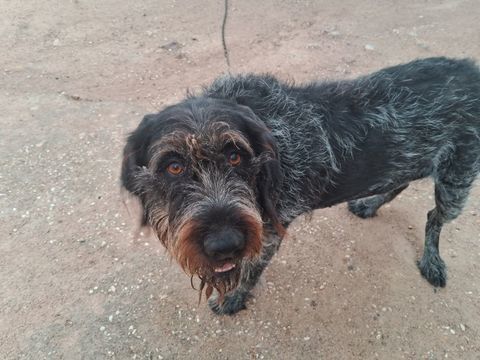 Chien NINA &agrave; l adoption 250 69220 Belleville