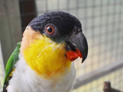 Ca&iuml;que ma&iuml;pouri 350 02600 Retheuil