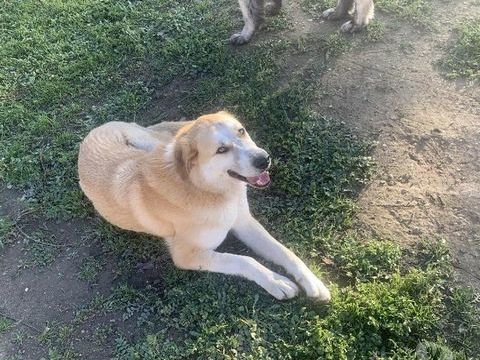 CHAUSSETTE, chien type berger , 3 ans 220 34500 B�ziers