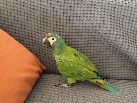 B&eacute;b&eacute; ara marcana 750 59000 Lille