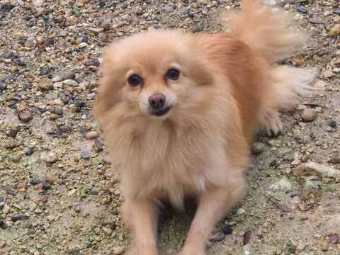    spitz  femelle adulte 390 17400 Saint-denis-du-pin