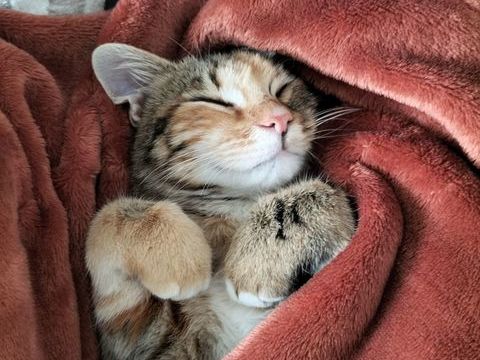 Donne petite chatte 6 mois 0 25000 Besanon