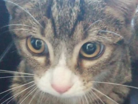 Chat WHISPER à l adoption 110 07500 Guilherand-granges