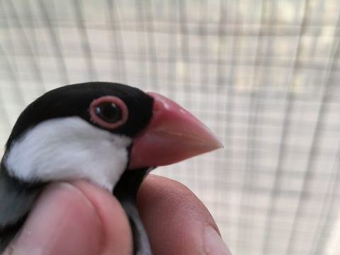 Padda de java 15 94400 Vitry-sur-seine