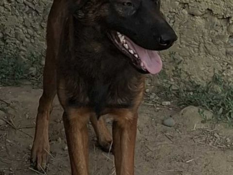 Malinois 0 65220 Trie-sur-baïse