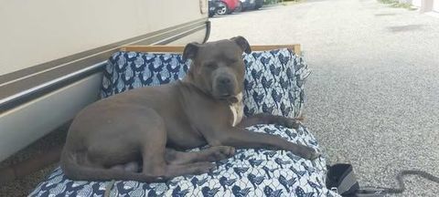 Chien RAVEN &agrave; l adoption 250 84200 Carpentras