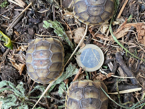 Juv&eacute;nile tortue terre 85 82000 Montauban