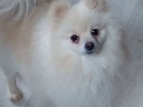 Spitz adulte femelle  750 31800 Estancarbon