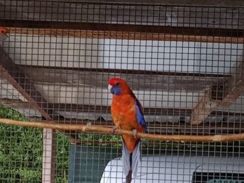 Pennant orange 150 07210 Baix