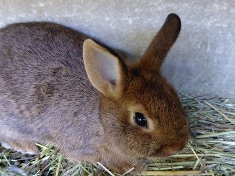 lapin nain 25 83330 Le beausset