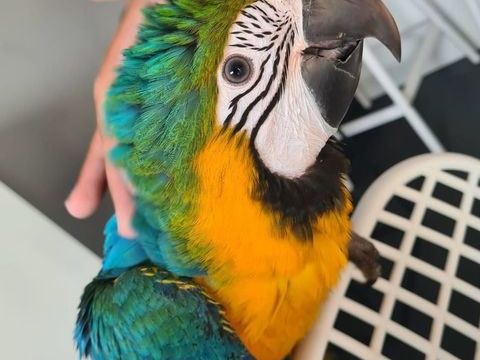 Bébé Ara Ararauna 1800 35000 Rennes