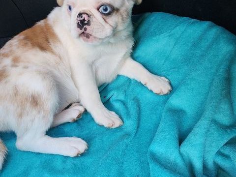 Jeune carlin exotique male 1200 77710 Paley