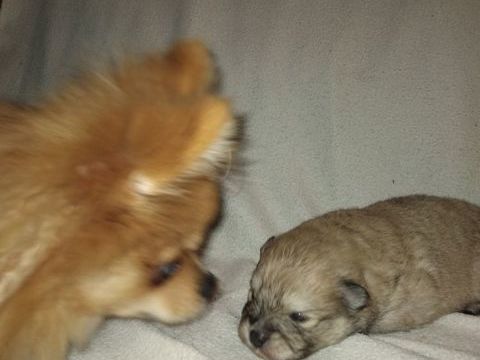 Chiot femelle spitz nain 0 16270 Roumazires-loubert