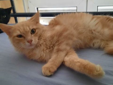 Adoption chaton de 5 mois 190 73000 Chambry