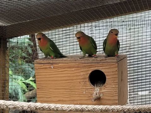 Inséparables Roséicollis 25 40480 Vieux-boucau-les-bains